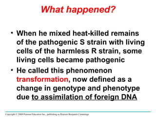 What happened? When he mixed heat-killed remains of the pathogenic S strain with living cells of the harmless R strain, some living cells became pathogenic He called this phenomenon  transformation , now defined as a change in genotype and phenotype due  to assimilation of foreign DNA Copyright © 2008 Pearson Education Inc., publishing as Pearson Benjamin Cummings 