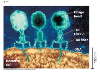 Fig. 16-3 Bacterial  cell Phage head Tail sheath Tail fiber DNA 100 nm 