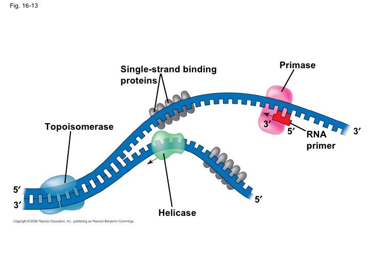 dna binding repertoire biology meaning dna binding repertoire biology meaning