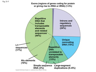 Fig. 21-7 Exons (regions of genes coding for protein or giving rise to rRNA or tRNA) (1.5%) Repetitive DNA that includes transposable elements and related sequences (44%) Introns and regulatory sequences (24%) Unique noncoding DNA (15%) Repetitive DNA unrelated to transposable elements (15%) L1 sequences (17%) Alu elements (10%) Simple sequence DNA (3%) Large-segment duplications (5–6%) 
