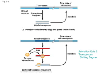 Fig. 21-9 Transposon New copy of transposon Insertion Transposon is copied Mobile transposon DNA of genome (a) Transposon movement (“copy-and-paste” mechanism) Retrotransposon New copy of retrotransposon Insertion Reverse transcriptase RNA (b) Retrotransposon movement Animation Quiz 5 -  Transposons : Shifting Segments of the Genome 