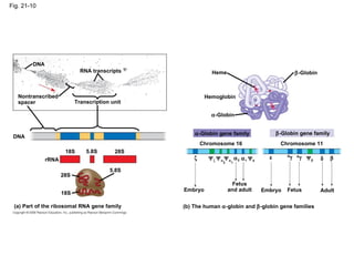 Fig. 21-10 DNA RNA transcripts Nontranscribed spacer Transcription unit 18S 28S 5.8S 28S 5.8S rRNA 18S DNA (a) Part of the ribosomal RNA gene family Heme Hemoglobin  -Globin  -Globin  -Globin gene family  -Globin gene family Chromosome 16 Chromosome 11      2   1  2  1    G  A      Adult Fetus Embryo Fetus and adult Embryo (b) The human   -globin and   -globin gene families 