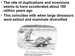 The rate of duplications and inversions seems to have accelerated about 100 million years ago This coincides with when large dinosaurs went extinct and mammals diversified 