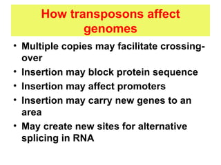 How transposons affect genomes Multiple copies may facilitate crossing-over Insertion may block protein sequence Insertion may affect promoters Insertion may carry new genes to an area May create new sites for alternative splicing in RNA 