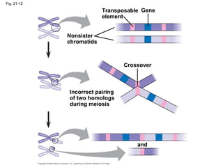Fig. 21-12 Transposable element Gene Nonsister chromatids Crossover Incorrect pairing of two homologs during meiosis and 