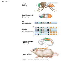 Fig. 21-17 Adult fruit fly Fruit fly embryo (10 hours) Fly chromosome Mouse chromosomes Mouse embryo (12 days) Adult mouse 