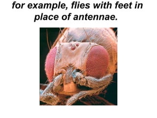 for example, flies with feet in place of antennae.  