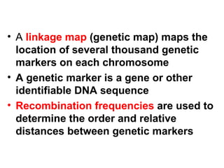 A  linkage map  (genetic map) maps the location of several thousand genetic markers on each chromosome A genetic marker is a gene or other identifiable DNA sequence Recombination frequencies  are used to determine the order and relative distances between genetic markers 