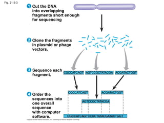 Fig. 21-3-3 Cut the DNA into overlapping fragments short enough for sequencing 1 2 3 4 Clone the fragments in plasmid or phage vectors. Sequence each fragment. Order the sequences into one overall sequence with computer  software. 