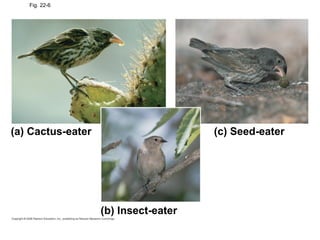 Fig. 22-6 (a) Cactus-eater (c) Seed-eater (b) Insect-eater 