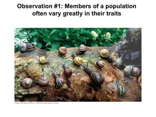 Observation #1: Members of a population often vary greatly in their traits 