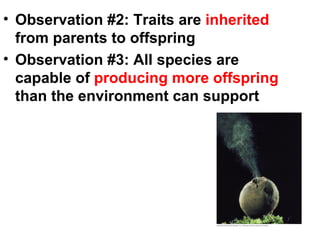 Observation #2: Traits are  inherited  from parents to offspring Observation #3: All species are capable of  producing more offspring  than the environment can support 