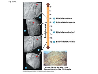 Fig. 22-15 Bristolia insolens Bristolia bristolensis Bristolia harringtoni Bristolia mohavensis Latham Shale dig site, San Bernardino County, California Depth (meters) 0 2 4 6 8 10 12 14 16 18 1 2 3 3 3 1 2 4 4 