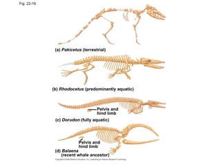 Fig. 22-16 (a)  Pakicetus  (terrestrial) (b)  Rhodocetus  (predominantly aquatic) (c)  Dorudon  (fully aquatic) Pelvis and hind limb Pelvis and hind limb (d)  Balaena  (recent whale ancestor) 