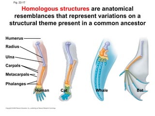 Homologous structures  are anatomical resemblances that represent variations on a structural theme present in a common ancestor Fig. 22-17 Humerus Radius Ulna Carpals Metacarpals Phalanges Human Whale Cat Bat 