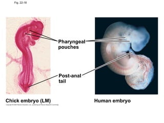 Fig. 22-18 Human embryo Chick embryo (LM) Pharyngeal pouches Post-anal tail 