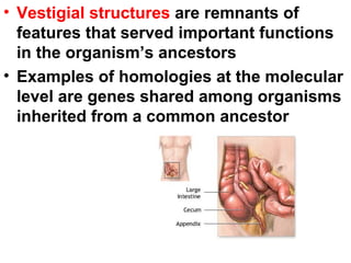 Vestigial structures  are remnants of features that served important functions in the organism’s ancestors Examples of homologies at the molecular level are genes shared among organisms inherited from a common ancestor 