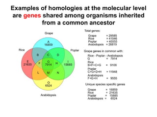 Examples of homologies at the molecular level are  genes  shared among organisms inherited from a common ancestor 