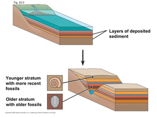 Fig. 22-3 Younger stratum with more recent fossils Layers of deposited sediment Older stratum with older fossils 