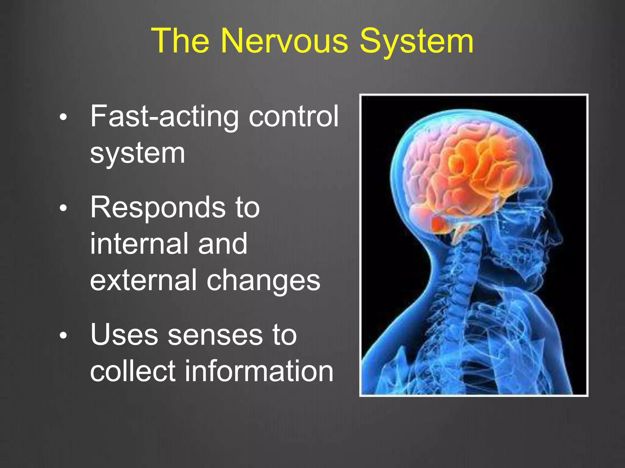 • Fast-acting control
system
• Responds to
internal and
external changes
• Uses senses to
collect information
The Nervous System
 