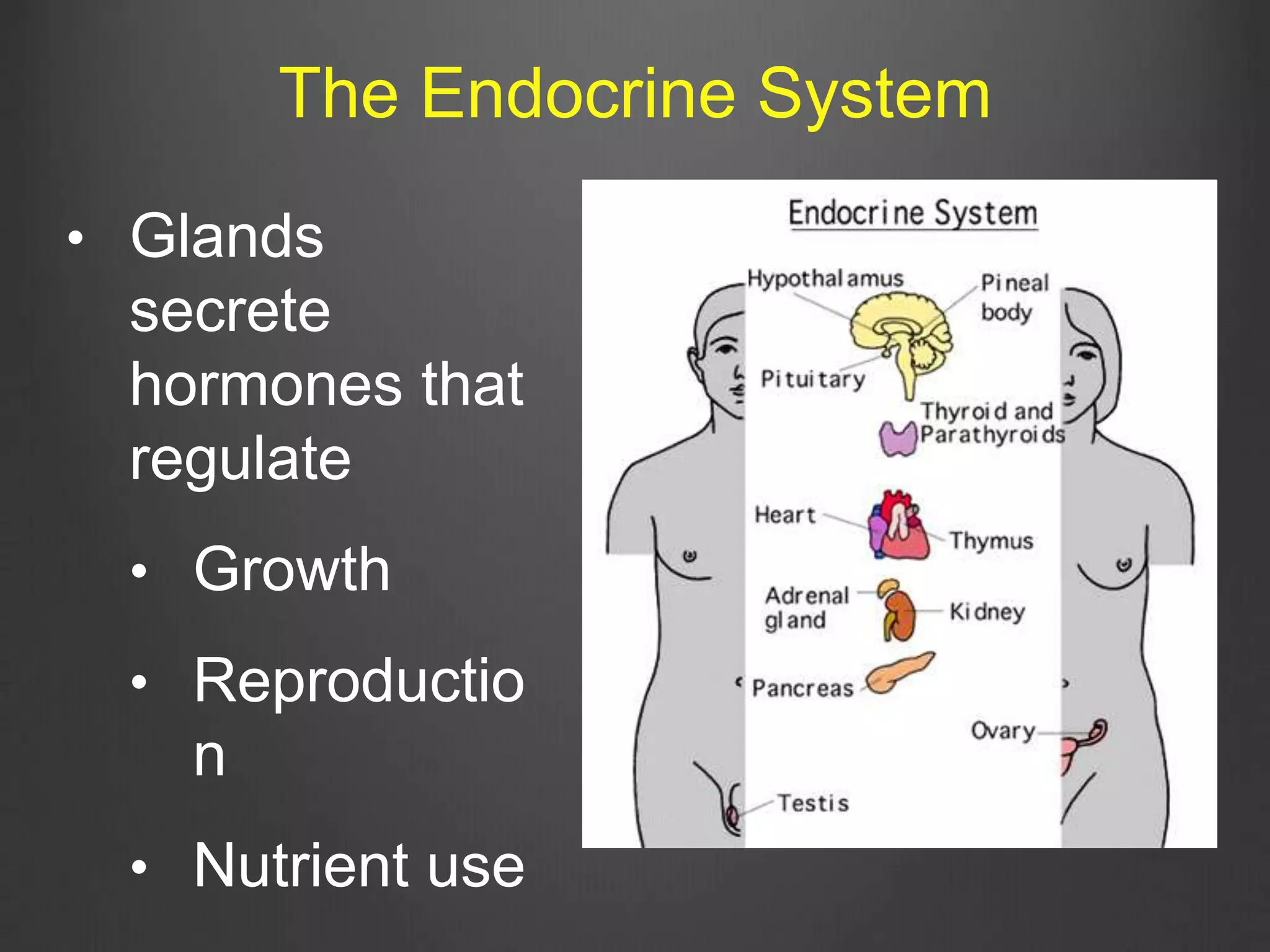 • Glands
secrete
hormones that
regulate
• Growth
• Reproductio
n
• Nutrient use
The Endocrine System
 