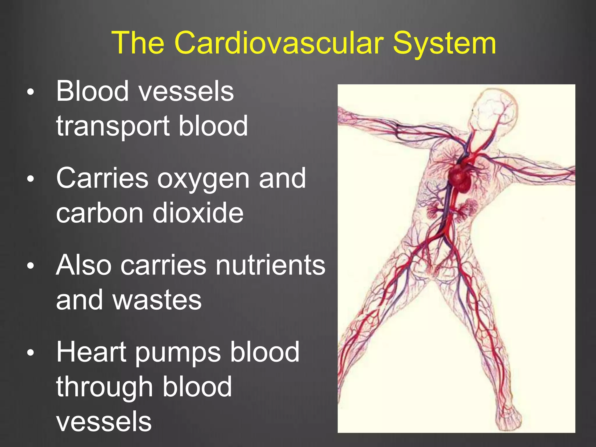 The Cardiovascular System
• Blood vessels
transport blood
• Carries oxygen and
carbon dioxide
• Also carries nutrients
and wastes
• Heart pumps blood
through blood
vessels
 