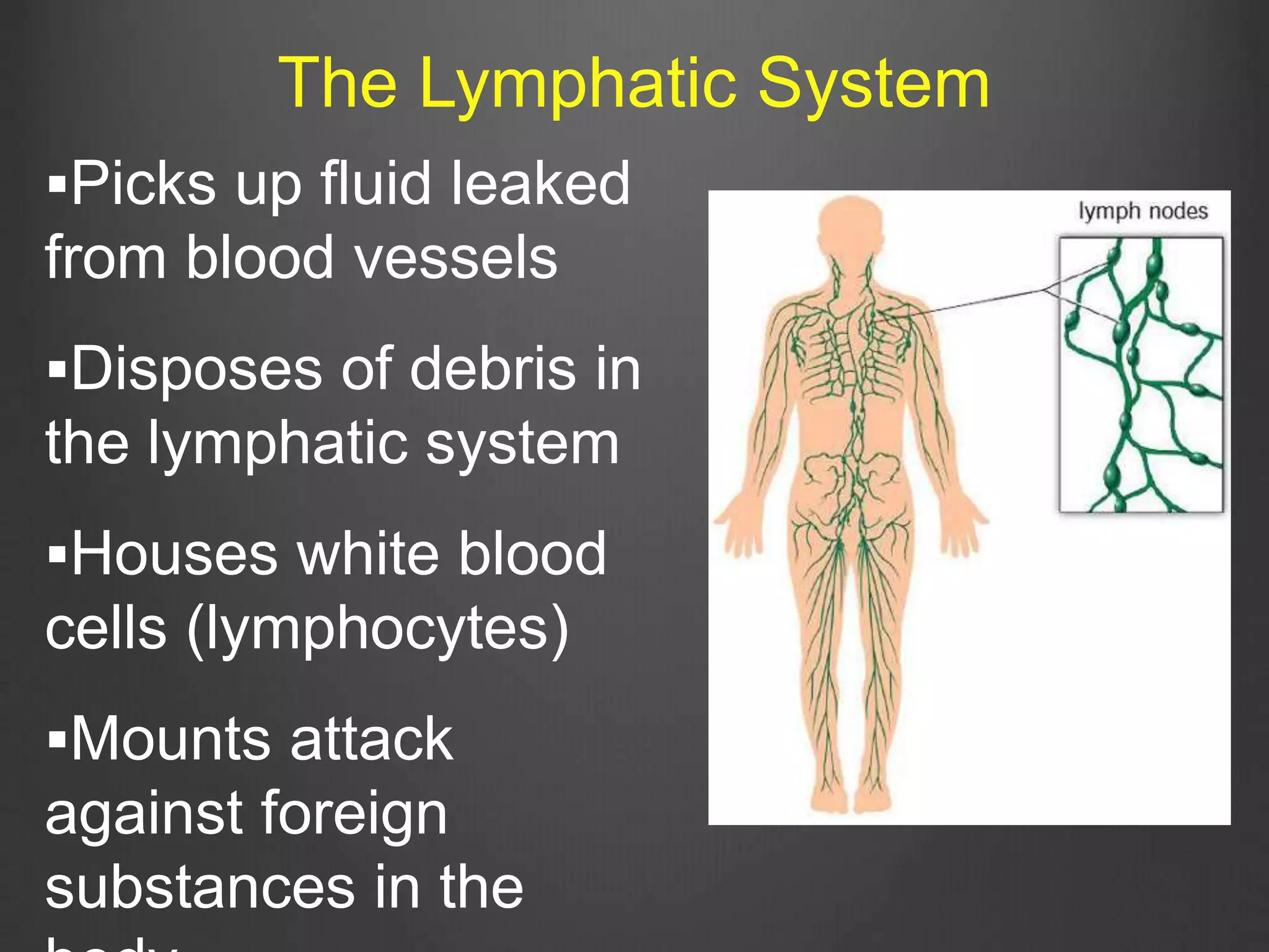 Picks up fluid leaked
from blood vessels
Disposes of debris in
the lymphatic system
Houses white blood
cells (lymphocytes)
Mounts attack
against foreign
substances in the
The Lymphatic System
 