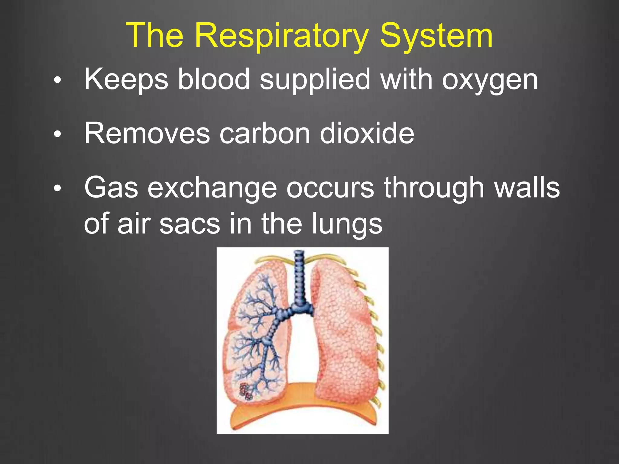 • Keeps blood supplied with oxygen
• Removes carbon dioxide
• Gas exchange occurs through walls
of air sacs in the lungs
The Respiratory System
 