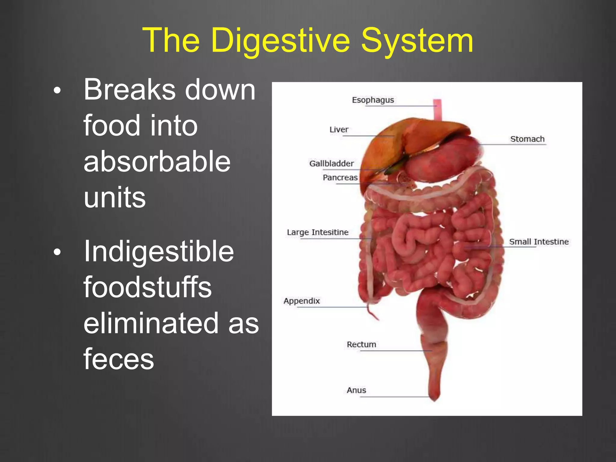 • Breaks down
food into
absorbable
units
• Indigestible
foodstuffs
eliminated as
feces
The Digestive System
 