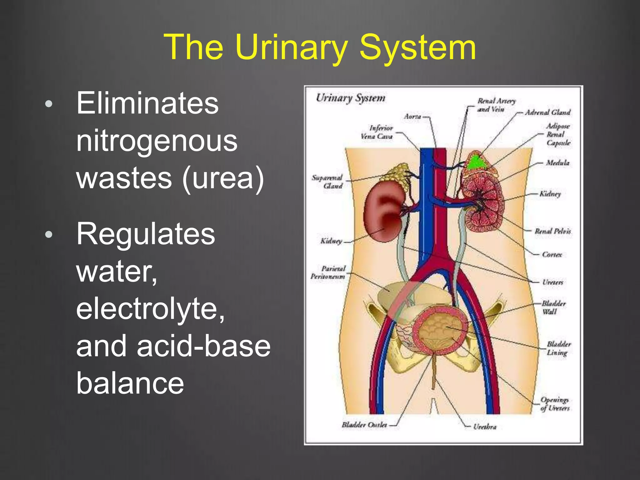 • Eliminates
nitrogenous
wastes (urea)
• Regulates
water,
electrolyte,
and acid-base
balance
The Urinary System
 