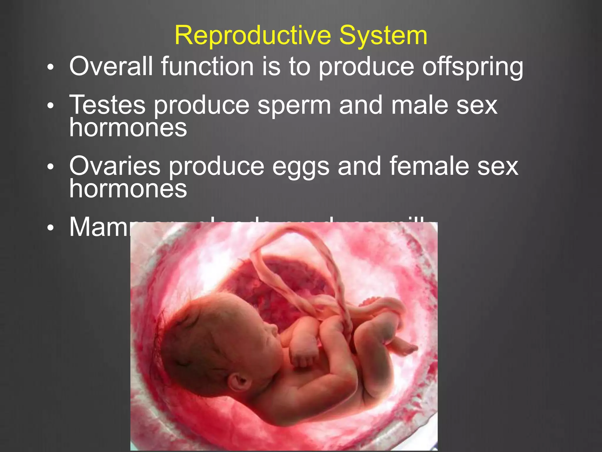 • Overall function is to produce offspring
• Testes produce sperm and male sex
hormones
• Ovaries produce eggs and female sex
hormones
• Mammary glands produce milk
Reproductive System
 