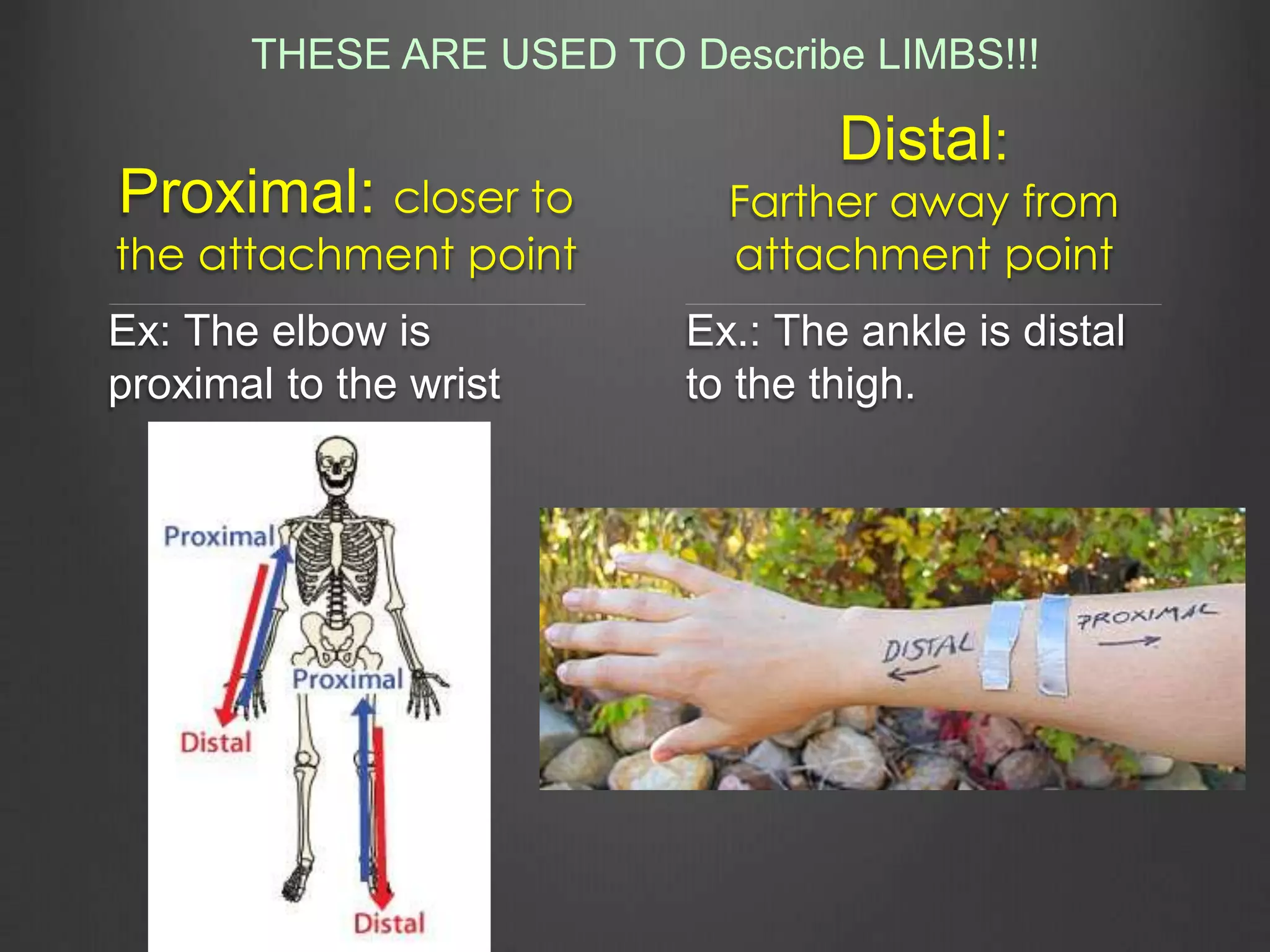 Proximal: closer to
the attachment point
Ex: The elbow is
proximal to the wrist
Distal:
Farther away from
attachment point
Ex.: The ankle is distal
to the thigh.
THESE ARE USED TO Describe LIMBS!!!
 