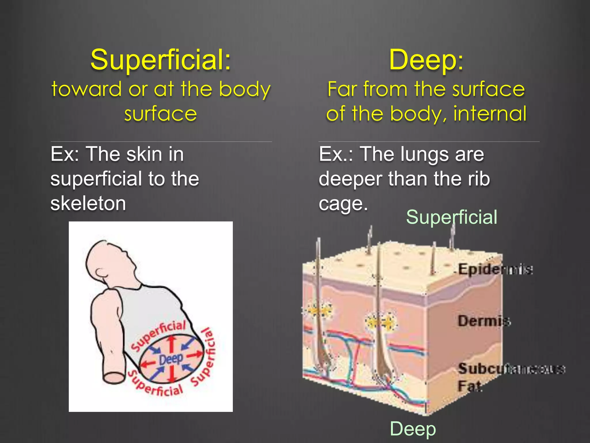 Superficial:
toward or at the body
surface
Ex: The skin in
superficial to the
skeleton
Deep:
Far from the surface
of the body, internal
Ex.: The lungs are
deeper than the rib
cage.
Superficial
Deep
 