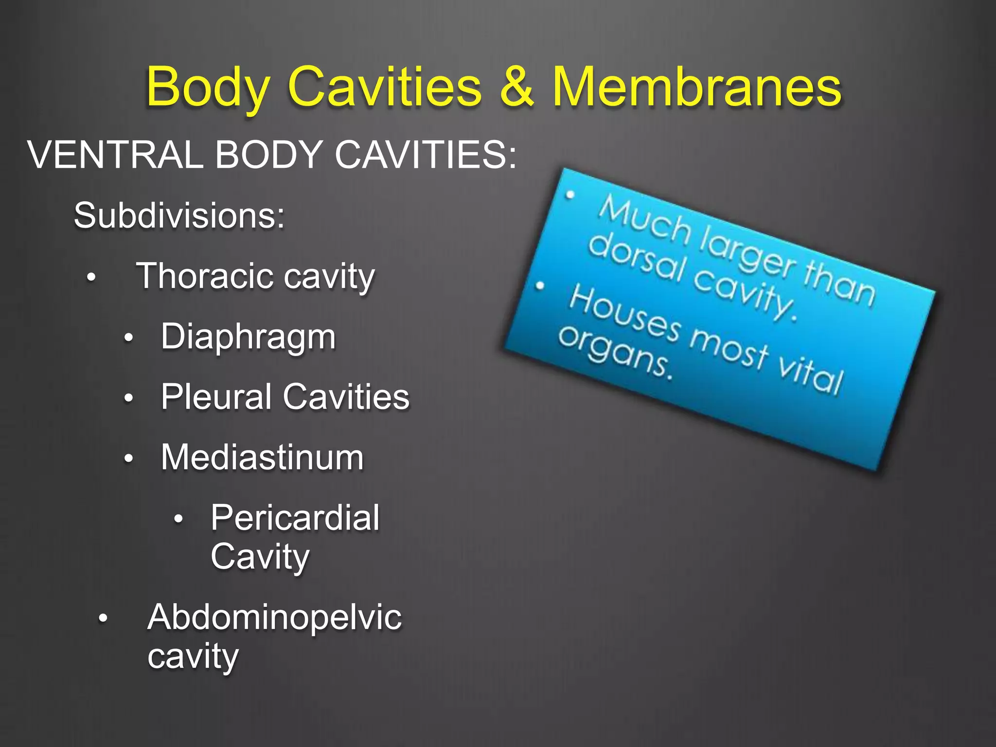 Body Cavities & Membranes
Subdivisions:
• Thoracic cavity
• Diaphragm
• Pleural Cavities
• Mediastinum
• Pericardial
Cavity
• Abdominopelvic
cavity
VENTRAL BODY CAVITIES:
 
