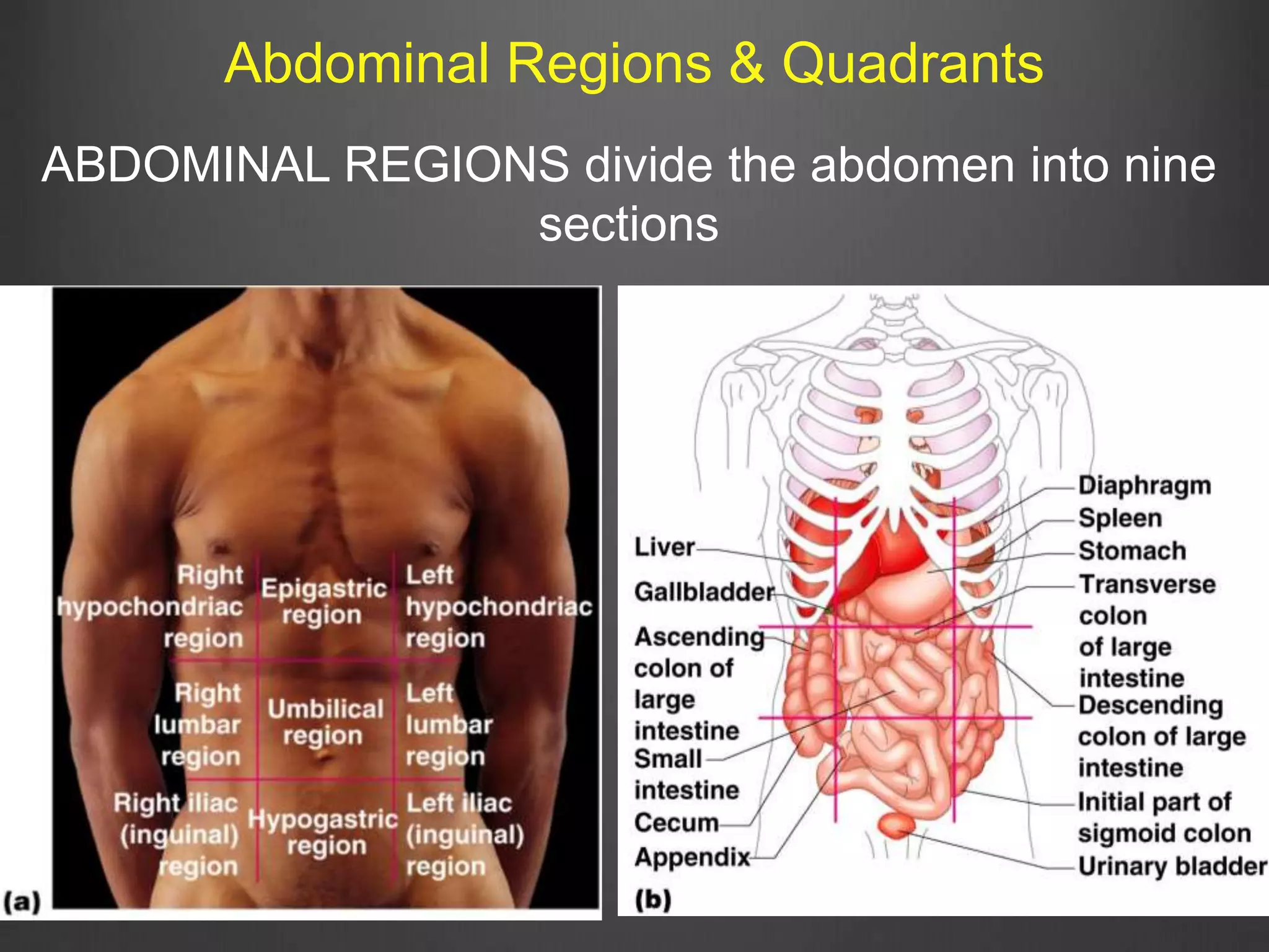 Abdominal Regions & Quadrants
ABDOMINAL REGIONS divide the abdomen into nine
sections
 