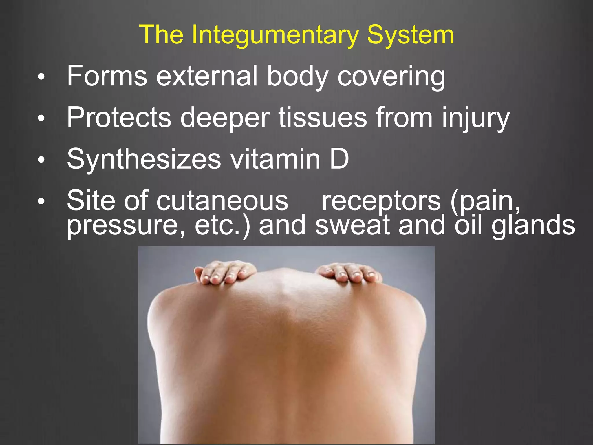 • Forms external body covering
• Protects deeper tissues from injury
• Synthesizes vitamin D
• Site of cutaneous receptors (pain,
pressure, etc.) and sweat and oil glands
The Integumentary System
 