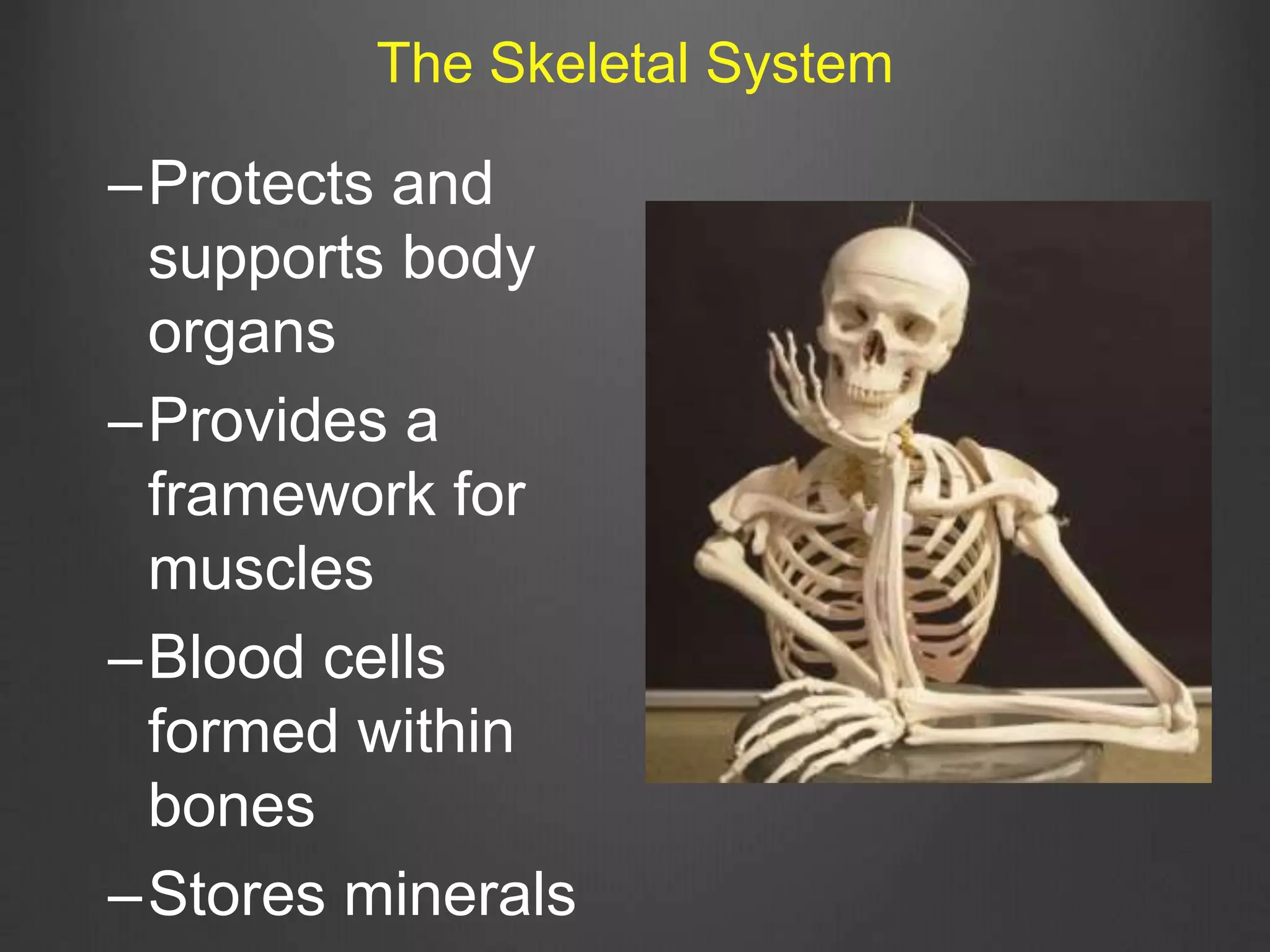 –Protects and
supports body
organs
–Provides a
framework for
muscles
–Blood cells
formed within
bones
–Stores minerals
The Skeletal System
 