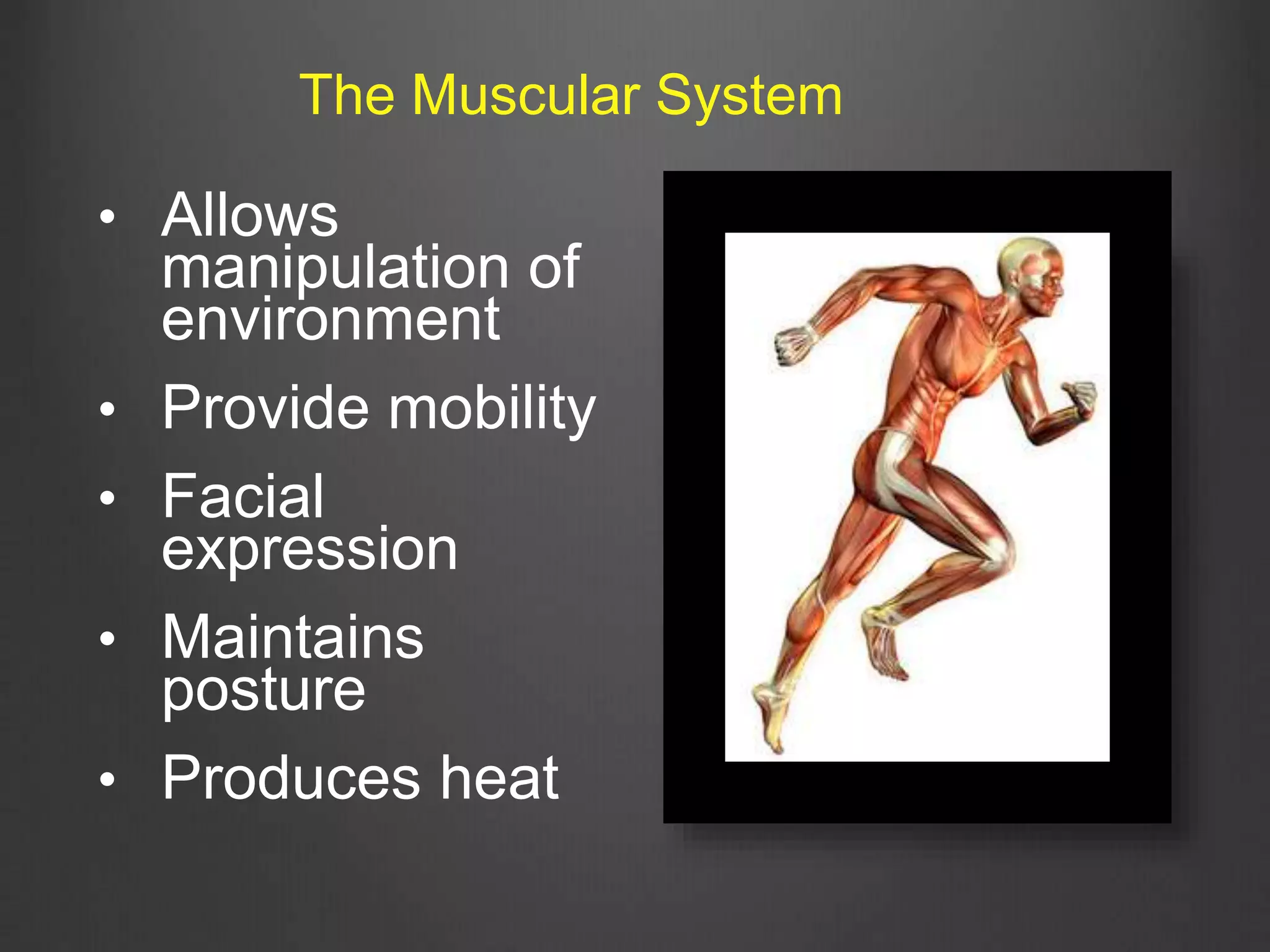• Allows
manipulation of
environment
• Provide mobility
• Facial
expression
• Maintains
posture
• Produces heat
The Muscular System
 