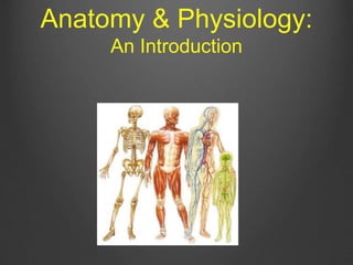 Anatomy & Physiology:
An Introduction
 