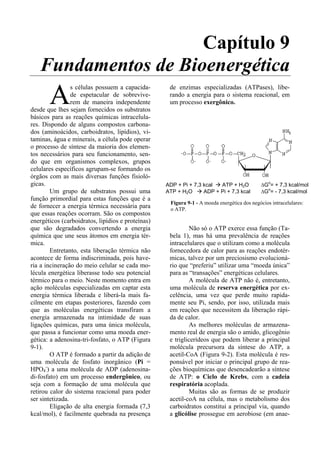 Capítulo 9
   Fundamentos de Bioenergética
       A
                 s células possuem a capacida-      de enzimas especializadas (ATPases), libe-
                 de espetacular de sobrevive-       rando a energia para o sistema reacional, em
                 rem de maneira independente        um processo exergônico.
desde que lhes sejam fornecidos os substratos
básicos para as reações químicas intracelula-
res. Dispondo de alguns compostos carbona-
dos (aminoácidos, carboidratos, lipídios), vi-
taminas, água e minerais, a célula pode operar
o processo de síntese da maioria dos elemen-
tos necessários para seu funcionamento, sen-
do que em organismos complexos, grupos
celulares específicos agrupam-se formando os
órgãos com as mais diversas funções fisioló-
gicas.                                             ADP + Pi + 7,3 kcal  ATP + H2O           ∆Go= + 7,3 kcal/mol
        Um grupo de substratos possui uma          ATP + H2O      ADP + Pi + 7,3 kcal       ∆Go= - 7,3 kcal/mol
função primordial para estas funções que é a
                                                    Figura 9-1 - A moeda energética dos negócios intracelulares:
de fornecer a energia térmica necessária para       o ATP.
que essas reações ocorram. São os compostos
energéticos (carboidratos, lipídios e proteínas)
que são degradados convertendo a energia                    Não só o ATP exerce essa função (Ta-
química que une seus átomos em energia tér-         bela 1), mas há uma prevalência de reações
mica.                                               intracelulares que o utilizam como a molécula
        Entretanto, esta liberação térmica não      fornecedora de calor para as reações endotér-
acontece de forma indiscriminada, pois have-        micas, talvez por um preciosismo evolucioná-
ria a incineração do meio celular se cada mo-       rio que “preferiu” utilizar uma “moeda única”
lécula energética liberasse todo seu potencial      para as “transações” energéticas celulares.
térmico para o meio. Neste momento entra em                 A molécula de ATP não é, entretanto,
ação moléculas especializadas em captar esta        uma molécula de reserva energética por ex-
energia térmica liberada e liberá-la mais fa-       celência, uma vez que perde muito rapida-
cilmente em etapas posteriores, fazendo com         mente seu Pi, sendo, por isso, utilizada mais
que as moléculas energéticas transfiram a           em reações que necessitem da liberação rápi-
energia armazenada na intimidade de suas            da de calor.
ligações químicas, para uma única molécula,                 As melhores moléculas de armazena-
que passa a funcionar como uma moeda ener-          mento real de energia são o amido, glicogênio
gética: a adenosina-tri-fosfato, o ATP (Figura      e triglicerídeos que podem liberar a principal
9-1).                                               molécula precursora da síntese do ATP, a
        O ATP é formado a partir da adição de       acetil-CoA (Figura 9-2). Esta molécula é res-
uma molécula de fosfato inorgânico (Pi =            ponsável por iniciar o principal grupo de rea-
HPO4-) a uma molécula de ADP (adenosina-            ções bioquímicas que desencadearão a síntese
di-fosfato) em um processo endergônico, ou          de ATP: o Ciclo de Krebs, com a cadeia
seja com a formação de uma molécula que             respiratória acoplada.
retirou calor do sistema reacional para poder               Muitas são as formas de se produzir
ser sintetizada.                                    acetil-coA na célula, mas o metabolismo dos
        Eligação de alta energia formada (7,3       carboidratos constitui a principal via, quando
kcal/mol), é facilmente quebrada na presença        a glicólise prossegue em aerobiose (em anae-
 