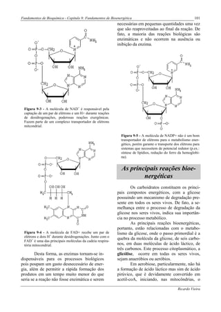 Fundamentos de Bioquímica - Capítulo 9: Fundamentos de Bioenergética                                         101
                                                           necessárias em pequenas quantidades uma vez
                                                           que são reaproveitadas ao final da reação. De
                                                           fato, a maioria das reações biológicas são
                                                           enzimáticas e não ocorrem na ausência ou
                                                           inibição da enzima.




 Figura 9-3 - A molécula de NAD+ é responsável pela
 captação de um par de elétrons e um H+ durante reações
 de desidrogenações, poderosas reações exergônicas.
 Fazem parte de um complexo transportador de elétrons
 mitcondrial.

                                                             Figura 9-5 - A molécula de NADP+ não é um bom
                                                             transportador de elétrons para o metabolismo ener-
                                                             gético, porém garante o transporte dos elétrons para
                                                             sistemas que necessitem de potencial redutor (p.ex.:
                                                             síntese de lipídios, redução do ferro da hemoglobi-
                                                             na).


                                                             As principais reações bioe-
                                                                     nergéticas
                                                                   Os carboidratos constituem os princi-
                                                           pais compostos energéticos, com a glicose
                                                           possuindo um mecanismo de degradação pre-
                                                           sente em todos os seres vivos. De fato, a se-
                                                           melhança entre o processo de degradação da
                                                           glicose nos seres vivos, indica sua importân-
                                                           cia no processo metabólico.
                                                                   As principais reações bioenergéticas,
                                                           portanto, estão relacionadas com o metabo-
 Figura 9-4 - A molécula de FAD+ recebe um par de          lismo da glicose, onde o passo primordial é a
 elétrons e dois H+ durante desidrogenações. Junto com o
                                                           quebra da molécula da glicose, de seis carbo-
 FAD+ é uma das principais moléculas da cadeia respira-
 tória mitocondrial.                                       nos, em duas moléculas de ácido láctico, de
                                                           três carbonos. Este processo citoplasmático, a
        Desta forma, as enzimas tornam-se in-              glicólise, ocorre em todas os seres vivos,
dispensáveis para os processos biológicos                  sejam anaeróbios ou aeróbios.
pois poupam um gasto desnecessário de ener-                        Em aerobiose, particularmente, não há
gia, além de permitir a rápida formação dos                a formação de ácido láctico mas sim de ácido
produtos em um tempo muito menor do que                    pirúvico, que é devidamente convertido em
seria se a reação não fosse enzimática e serem             acetil-coA, iniciando, nas mitocôndrias, o

                                                                                                  Ricardo Vieira
 