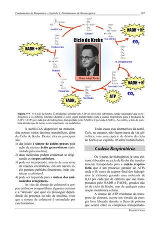Fundamentos de Bioquímica - Capítulo 9: Fundamentos de Bioenergética                                            107




 Figura 9-9 - O Ciclo de Krebs. É produzido somente um ATP no nível dos substratos, sendo necessário que os hi-
 drogênios e os elétrons retirados durante o ciclo sejam transportados para a cadeia respiratória para a produção de
 ATP (3 ATPs por cada par de hidrogênios transportado pelo NADH e 2 por cada FADH2). Ao centro, a foto do cien-
 tista alemão que dá nome a esta importante via metabólica.

        A acetil-CoA disponível na mitocôn-                           Todas essas vias alternativas da acetil-
dria possui vários destinos metabólicos, além                 CoA, no entanto, não fazem parte da via gli-
do Ciclo de Krebs. Dentre eles os principais                  colítica, mas uma espécie de desvio do ciclo
são:                                                          de Krebs (ver capítulo 10 sobre metabolismo).
1) dar início à síntese de ácidos graxos pela
   ação da enzima ácido graxo-sintase (esti-                           Cadeia Respiratória
   mulada pela insulina);
2) duas moléculas podem condensar-se origi-
                                                                      Os 4 pares de hidrogênios (e seus elé-
   nando os corpos cetônicos;
                                                              trons) liberados no ciclo de Krebs são imedia-
3) pode ser incorporada, através de uma série
                                                              tamente transportado para a cadeia respira-
   de reações enzimáticas, em um núcleo ci-
                                                              tória que é um processo gerador de ATPs
   clo-pentano-perhidro-fenantreno, indo sin-
                                                              onde o O2 serve de aceptor final dos hidrogê-
   tetizar o colesterol.
                                                              nios (e elétrons) gerando uma molécula de
4) pode ser requerida para a síntese dos ami-
                                                              H2O por cada par de elétrons que são trans-
   noácidos cetogênicos.
                                                              portados pelo NADH e FADH2, gerados não
        As vias de síntese de colesterol e cor-
                                                              só do ciclo de Krebs, mas de qualquer outra
pos cetônicos compartilham algumas enzimas
                                                              reação metabólica celular.
e a “decisão” que qual via prosseguir depen-
                                                                      A síntese de ATP resultante do trans-
dendo da presença ou não de insulina, visto
                                                              porte de elétrons, ocorre em virtude da ener-
que a síntese de colesterol é estimulada por
                                                              gia livre liberada durante o fluxo de prótons
esse hormônio.
                                                              que ocorre entre os complexos transportado-
                                                                                                     Ricardo Vieira
 