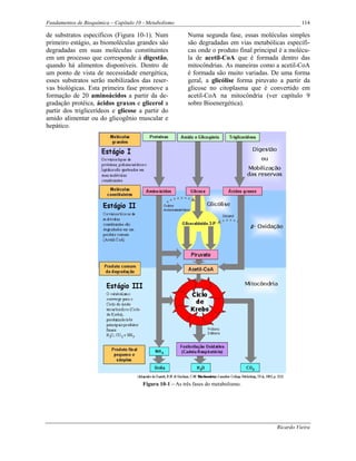Fundamentos de Bioquímica – Capítulo 10 - Metabolismo                                                 114

de substratos específicos (Figura 10-1). Num               Numa segunda fase, essas moléculas simples
primeiro estágio, as biomoléculas grandes são              são degradadas em vias metabólicas específi-
degradadas em suas moléculas constituintes                 cas onde o produto final principal é a molécu-
em um processo que corresponde à digestão,                 la de acetil-CoA que é formada dentro das
quando há alimentos disponíveis. Dentro de                 mitocôndrias. As maneiras como a acetil-CoA
um ponto de vista de necessidade energética,               é formada são muito variadas. De uma forma
esses substratos serão mobilizados das reser-              geral, a glicólise forma piruvato a partir da
vas biológicas. Esta primeira fase promove a               glicose no citoplasma que é convertido em
formação de 20 aminoácidos a partir da de-                 acetil-CoA na mitocôndria (ver capítulo 9
gradação protéica, ácidos graxos e glicerol a              sobre Bioenergética).
partir dos triglicerídeos e glicose a partir do
amido alimentar ou do glicogênio muscular e
hepático.




                                        Figura 10-1 – As três fases do metabolismo.




                                                                                            Ricardo Vieira
 