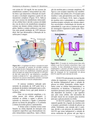Fundamentos de Bioquímica – Capítulo 10 - Metabolismo                                                              117

veis acima de 110 mg/dl, há um excesso do                     ção da insulina para a corrente sangüínea, ela
metabolismo oxidativo mitocondrial nas célu-                  liga-se a um receptor específico nas membra-
las beta o que determina a liberação de insuli-               nas celulares das células alvo. O receptor para
na para a circulação sanguínea a partir de um                 insulina é uma glicoproteína com duas subu-
mecanismo complexo (Figura 10-3). Sabe-se                     nidades α e β (Figura 10-4). Após a ligação
que esse excesso do metabolismo mitocondri-                   da insulina com a subunidade α, o complexo
al nas células beta é devido a pouca atividade                insulina-receptor estimula um sistema especí-
das vias de desvio do metabolismo energético                  fico envolvendo a fosforilação de tirosina na
comuns nas demais células (síntese de glico-                  subunidade β, o que ativa o sistema de segun-
gênio, lipídios e corpos cetônicos) o que acar-               do mensageiro responsável pelas ações fisio-
reta uma grande produção de ATP mitocon-                      lógicas celulares.
drial, fato que desencadeia a liberação de in-
sulina para o sangue.




                                                              Figura 10-4 - O receptor de insulina possui duas subu-
Figura 10-3 - A regulação da síntese e secreção de insuli-    nidades α que fica no domínio extracelular e liga-s com
na está relacionada ao aumento da atividade oxidativa         a insulina. As duas subunidades β situam-se na porção
mitocondrial devido à hiperglicemia, uma vez que as vias      citoplasmática e possuem atividade catalítica citoplas-
naturais de desvios do metabolismo energético possuem         mática. Para a entrada de glicose na célula, há a necessi-
baixa atividade nas células beta do pâncreas. O ATP gera-     dade da integração de um transportador de glicose
do abre abre canais de K+ que despolariza a membrana          (GLUT), específico para cada tipo de tecido.
levando à entrada de Ca++ que, juntamente com o Ca++
disponível nas reservas intracelulares estimula a secreeção           O GLUT4 está presente na maioria das
da insulina produzida no retículo endoplasmático
                                                              células do organismo, o que torna a presença
                                                              de insulina indispensável para a entrada de
        O estresse oxidativo indicado pelo                    glicose na célula. Entretanto, células impor-
aumento da produção de ATP pode levar a                       tantes como as células beta-pancreáticas, os
produção de produtos indesejados para a célu-                 enterócitos, as hemácias, o hepatócito e os
la (p.ex.: radicais livre), que pode destruir a               neurônios possuem outros tipos de GLUT que
células beta.                                                 não dependem de insulina, o que significa
        Uma vez na corrente sangüínea, a in-                  que, para essas células, não necessitam da
sulina possui três efeitos principais: 1)                     ativação inicial de um receptor para insulina
estimula as células a captar a glicose; 2)                    para que a glicose penetre na célula.
estimula os músculos e fígado a armazenar                             O GLUT4 modifica sua conformação
glicose na forma de glicogênio; e 3) estimula                 espacial quando há a ligação da insulina com
a síntese de ácidos graxos e aminoácidos.                     o receptor, permitindo a entrada de glicose na
        A forma como a insulina exerce essas                  célula. Entretanto, esta entrada não é contí-
funções na célula depende da interação com                    nua, devido a um processo de endocitose do
receptores específicos que desencadeiam rea-                  GLUT4 que torna indisponível a entrada de
ções intracelulares específicas. Após a libera-               novas moléculas de glicose até que haja a
                                                                                                       Ricardo Vieira
 