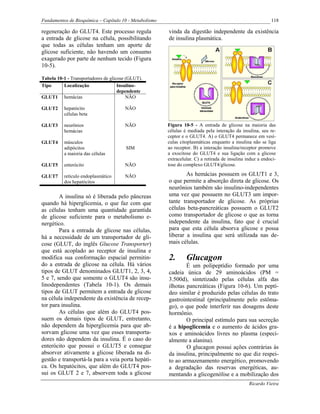 Fundamentos de Bioquímica – Capítulo 10 - Metabolismo                                                       118

regeneração do GLUT4. Este processo regula              vinda da digestão independente da existência
a entrada de glicose na célula, possibilitando          de insulina plasmática.
que todas as células tenham um aporte de
glicose suficiente, não havendo um consumo
exagerado por parte de nenhum tecido (Figura
10-5).

Tabela 10-1 - Transportadores de glicose (GLUT).
Tipo      Localização                Insulino-
                                     dependente
GLUT1 hemácias                           NÃO

GLUT2     hepatócito                   NÃO
          células beta

GLUT3     neurônios                    NÃO              Figura 10-5 - A entrada de glicose na maioria das
          hemácias                                      células é mediada pela interação da insulina, seu re-
                                                        ceptor e o GLUT4. A) o GLUT4 permanece em vesí-
GLUT4     músculos                                      culas citoplasmáticas enquanto a insulina não se liga
          adipócitos                    SIM             ao receptor. B) a interação insulina/receptor promove
          a maioria das células                         a exocitose do GLUT4 e sua ligação com a glicose
                                                        extracelular. C) a retirada de insulina induz a endoci-
GLUT5     enterócito                   NÃO              tose do complexo GLUT4/glicose.

GLUT7     retículo endoplasmático      NÃO                      As hemácias possuem os GLUT1 e 3,
          dos hepatócitos                               o que permite a absorção direta de glicose. Os
                                                        neurônios também são insulino-independentes
        A insulina só é liberada pelo pâncreas          uma vez que possuem no GLUT3 um impor-
quando há hiperglicemia, o que faz com que              tante transportador de glicose. As próprias
as células tenham uma quantidade garantida              células beta-pancreáticas possuem o GLUT2
de glicose suficiente para o metabolismo e-             como transportador de glicose o que as torna
nergético.                                              independente da insulina, fato que é crucial
        Para a entrada de glicose nas células,          para que esta célula absorva glicose e possa
há a necessidade de um transportador de gli-            liberar a insulina que será utilizada nas de-
cose (GLUT, do inglês Glucose Transporter)              mais células.
que está acoplado ao receptor de insulina e
modifica sua conformação espacial permitin-             2.       Glucagon
do a entrada de glicose na célula. Há vários                    É um polipeptídio formado por uma
tipos de GLUT denominados GLUT1, 2, 3, 4,               cadeia única de 29 aminoácidos (PM =
5 e 7, sendo que somente o GLUT4 são insu-              3.500d), sintetizado pelas células alfa das
linodependentes (Tabela 10-1). Os demais                ilhotas pancreáticas (Figura 10-6). Um peptí-
tipos de GLUT permitem a entrada de glicose             deo similar é produzido pelas células do trato
na célula independente da existência de recep-          gastrointestinal (principalmente pelo estôma-
tor para insulina.                                      go), o que pode interferir nas dosagens deste
        As células que além do GLUT4 pos-               hormônio.
suem os demais tipos de GLUT, entretanto,                       O principal estímulo para sua secreção
não dependem da hiperglicemia para que ab-              é a hipoglicemia e o aumento de ácidos gra-
sorvam glicose uma vez que esses transporta-            xos e aminoácidos livres no plasma (especi-
dores não dependem da insulina. É o caso do             almente a alanina).
enterócito que possui o GLUT5 e consegue                        O glucagon possui ações contrárias às
absorver ativamente a glicose liberada na di-           da insulina, principalmente no que diz respei-
gestão e transportá-la para a veia porta hepáti-        to ao armazenamento energético, promovendo
ca. Os hepatócitos, que além do GLUT4 pos-              a degradação das reservas energéticas, au-
sui os GLUT 2 e 7, absorvem toda a glicose              mentando a glicogenólise e a mobilização dos
                                                                                                 Ricardo Vieira
 