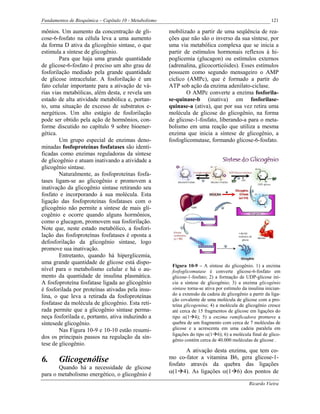 Fundamentos de Bioquímica – Capítulo 10 - Metabolismo                                                       121

mônios. Um aumento da concentração de gli-              mobilizado a partir de uma seqüência de rea-
cose-6-fosfato na célula leva a uma aumento             ções que não são o inverso da sua síntese, por
da forma D ativa da glicogênio sintase, o que           uma via metabólica complexa que se inicia a
estimula a síntese de glicogênio.                       partir de estímulos hormonais reflexos à hi-
        Para que haja uma grande quantidade             poglicemia (glucagon) ou estímulos externos
de glicose-6-fosfato é preciso um alto grau de          (adrenalina, glicocorticóides). Esses estímulos
fosforilação mediado pela grande quantidade             possuem como segundo mensageiro o AMP
de glicose intracelular. A fosforilação é um            cíclico (AMPc), que é formado a partir do
fato celular importante para a ativação de vá-          ATP sob ação da enzima adenilato-ciclase.
rias vias metabólicas, além desta, e revela um                  O AMPc converte a enzima fosforila-
estado de alta atividade metabólica e, portan-          se-quinase-b (inativa) em fosforilase-
to, uma situação de excesso de substratos e-            quinase-a (ativa), que por sua vez retira uma
nergéticos. Um alto estágio de fosforilação             molécula de glicose do glicogênio, na forma
pode ser obtido pela ação de hormônios, con-            de glicose-1-fosfato, liberando-a para o meta-
forme discutido no capítulo 9 sobre bioener-            bolismo em uma reação que utiliza a mesma
gética.                                                 enzima que inicia a síntese de glicogênio, a
        Um grupo especial de enzimas deno-              fosfoglicomutase, formando glicose-6-fosfato.
minadas fosfoproteínas fosfatases são identi-
ficadas como enzimas reguladoras da síntese
de glicogênio e atuam inativando a atividade a
glicogênio sintase.
        Naturalmente, as fosfoproteínas fosfa-
tases ligam-se ao glicogênio e promovem a
inativação da glicogênio sintase retirando seu
fosfato e incorporando à sua molécula. Esta
ligação das fosfoproteínas fosfatases com o
glicogênio não permite a síntese de mais gli-
cogênio e ocorre quando alguns hormônios,
como o glucagon, promovem sua fosforilação.
Note que, neste estado metabólico, a fosfori-
lação das fosfoproteínas fosfatases é oposta a
defosforilação da glicogênio sintase, logo
promove sua inativação.
        Entretanto, quando há hiperglicemia,
uma grande quantidade de glicose está dispo-
                                                         Figura 10-9 – A síntese do glicogênio. 1) a enzima
nível para o metabolismo celular e há o au-              fosfoglicomutase é converte glicose-6-fosfato em
mento da quantidade de insulina plasmática.              glicose-1-fosfato; 2) a formação de UDP-glicose ini-
A fosfoproteína fosfatase ligada ao glicogênio           cia a síntese de glicogênio; 3) a enzima glicogênio
é fosforilada por proteínas ativadas pela insu-          sintase torna-se ativa por estímulo da insulina inician-
                                                         do a extensão da cadeia de glicogênio a partir da liga-
lina, o que leva a retirada da fosfoproteínas
                                                         ção covalente de uma molécula de glicose com a pro-
fosfatase da molécula de glicogênio. Esta reti-          teína glicogenina; 4) a molécula de glicogênio cresce
rada permite que a glicogênio sintase perma-             até cerca de 15 fragmentos de glicose em ligações do
neça fosforilada e, portanto, ativa induzindo a          tipo α(1 4); 5) a enzima ramificadora promove a
síntesede glicogênio.                                    quebra de um fragmento com cerca de 7 moléculas de
        Nas Figura 10-9 e 10-10 estão resumi-            glicose e a acrescenta em uma cadeia paralela em
                                                         ligações do tipo α(1 6); 6) a molécula final de glico-
dos os principais passos na regulação da sín-            gênio contém cerca de 40.000 moléculas de glicose .
tese de glicogênio.
                                                               A ativação desta enzima, que tem co-
6.      Glicogenólise                                   mo co-fator a vitamina B6, gera glicose-1-
                                                        fosfato através da quebra das ligações
       Quando há a necessidade de glicose
para o metabolismo energético, o glicogênio é           α(1 4). As ligações α(1 6) dos pontos de

                                                                                                Ricardo Vieira
 