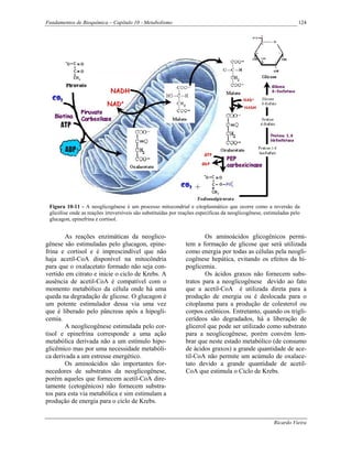 Fundamentos de Bioquímica – Capítulo 10 - Metabolismo                                                               124




 Figura 10-11 - A neoglicogênese é um processo mitocondrial e citoplasmático que ocorre como a reversão da
 glicólise onde as reações irreversíveis são substituídas por reações específicas da neoglicogênese, estimuladas pelo
 glucagon, epinefrina e cortisol.


        As reações enzimáticas da neoglico-                             Os aminoácidos glicogênicos permi-
gênese são estimuladas pelo glucagon, epine-                    tem a formação de glicose que será utilizada
frina e cortisol e é imprescindível que não                     como energia por todas as células pela neogli-
haja acetil-CoA disponível na mitocôndria                       cogênese hepática, evitando os efeitos da hi-
para que o oxalacetato formado não seja con-                    poglicemia.
vertido em citrato e inicie o ciclo de Krebs. A                         Os ácidos graxos não fornecem subs-
ausência de acetil-CoA é compatível com o                       tratos para a neoglicogênese devido ao fato
momento metabólico da célula onde há uma                        que a acetil-CoA é utilizada direta para a
queda na degradação de glicose. O glucagon é                    produção de energia ou é deslocada para o
um potente estimulador dessa via uma vez                        citoplasma para a produção de colesterol ou
que é liberado pelo pâncreas após a hipogli-                    corpos cetônicos. Entretanto, quando os trigli-
cemia.                                                          cerídeos são degradados, há a liberação de
        A neoglicogênese estimulada pelo cor-                   glicerol que pode ser utilizado como substrato
tisol e epinefrina corresponde a uma ação                       para a neoglicogênese, porém convém lem-
metabólica derivada não a um estímulo hipo-                     brar que neste estado metabólico (de consumo
glicêmico mas por uma necessidade metabóli-                     de ácidos graxos) a grande quantidade de ace-
ca derivada a um estresse energético.                           til-CoA não permite um acúmulo de oxalace-
        Os aminoácidos são importantes for-                     tato devido a grande quantidade de acetil-
necedores de substratos da neoglicogênese,                      CoA que estimula o Ciclo de Krebs.
porém aqueles que fornecem acetil-CoA dire-
tamente (cetogênicos) não fornecem substra-
tos para esta via metabólica e sim estimulam a
produção de energia para o ciclo de Krebs.


                                                                                                         Ricardo Vieira
 