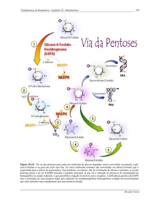 Fundamentos de Bioquímica – Capítulo 10 - Metabolismo                                                                126




Figura 10-12- Na via das pentoses para cada seis moléculas de glicose degradas, uma é convertida, novamente, a gli-
cose-6-fosfato o eu gera um ciclo sem fim. As cinco moléculas restantes são convertidas em ribose-5-fostato que é
requisitada para a síntese de nucleotídeos. Nas hemácias, no entanto, não há a formação de riboses e, portanto, a via das
pentoses passa a ter no NADPH formado o produto principal, já que ele é utilizado no processo de manutençãol da
hemoglobina no estado reduzido, o que possibilita a ligação reversível com o oxigênio. A deficiência genética da G6PD
leva a formação de uma hemácia frágil pelo depósito de metahemoglobina (hemoglobina oxidada irreversivelmente)
que sofre hemólise mais rapidamente que uma hemácia normal.



                                                                                                          Ricardo Vieira
 