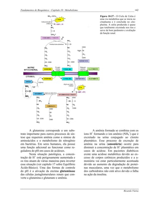 Fundamentos de Bioquímica – Capítulo 10 - Metabolismo                                                  142

                                                                     Figura 10-27 - O Ciclo de Uréia é
                                                                     uma via metabólica que se inicia no
                                                                     citoplasma e é concluída no cito-
                                                                     plasma. A uréia produzida é quase
                                                                     que totalmente excretada nos rins e
                                                                     serve de bom parâmetro e avaliação
                                                                     da função renal.




        A glutamina corresponde a um subs-                     A amônia formada se combina com os
trato importante para outros processos de sín-          íons H+ formando o íon amônio (NH4+) que é
tese que requerem amônia como a síntese de              excretado na urina conjugado ao cloreto
aminoácidos e o metabolismo do nitrogênio               plasmático. Esse processo de excreção de
em bactérias. Em seres humanos, ela possui              amônia na urina (amoniúria) ocorre para
uma função adicional ao funcionar como re-              diminuir a concentração de H+ plasmático em
guladora do pH em casos de acidoses.                    casos de acidose. Em pacientes diabéticos
        Nesta situação patológica, a concen-            existe uma acidose metabólica devido ao ex-
tração de H+ está perigosamente aumentada e             cesso de corpos cetônicos produzidos e a a-
os rins atuam de várias maneiras para inverter          moniúria vai estar particularmente acentuada
essa situação (ver capítulo 17 sobre Equilíbrio         devido ao aumento da degradação de proteí-
Ácido-Básico). Uma das formas de controle               nas musculares, uma vez que o metabolismo
do pH é a ativação da enzima glutaminase                dos carboidratos não está ativo devido a falha
das células justaglomerulares renais que con-           na ação da insulina.
verte a glutamina e glutamato e amônia.



                                                                                            Ricardo Vieira
 