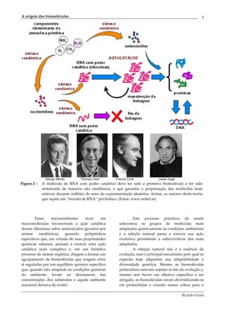A origem das biomoléculas                                                                                  3




               Sidney Altman       Thomas Cech         Francis Crick            Leslie Orgel
Figura 2 –   A molécula de RNA com poder catalítico deve ter sido a primeira biomolécula a ter sido
             sintetizada de maneira não randômica, o que garantiu a perpetuação das moléculas mais
             estáveis durante milhões de anos de experimentação aleatória. Acima, os autores desta teoria
             que supõe um “mundo de RNA” pré-biótico. (Fotos: www.nobel.se)




         Esses    microambientes     ricos    em                 Este processo primitivo de morte
macromoléculas favoreceram a ação catalítica             selecionou os grupos de moléculas mais
dessas ribozimas sobre aminoácidos (gerados por          adaptados quimicamente às condições ambientais
síntese    randômica),    gerando    polipetídeos        e a seleção natural passa a exercer sua ação
específicos que, em virtude de suas propriedades         evolutiva permitindo a sobrevivência dos mais
químicas naturais, passam a exercer uma ação             adaptados.
catalítica mais complexa e, em um frenético                      A seleção natural não é a essência da
processo de síntese orgânica, chegam a formar um         evolução, mas o principal mecanismo pelo qual as
agrupamento de biomoléculas que reagem entre             espécies hoje adquirem sua adaptabilidade e
si reguladas por um equilíbrio químico específico        diversidade genética. Mesmo as biomoléculas
que, quando não adaptado às condições químicas           primordiais estavam sujeitas às leis da evolução e,
do ambiente, levam ao decaimento das                     mesmo sem haver um objetivo específico a ser
concentrações dos substratos e aquele ambiente           atingido, as biomoléculas foram diversificando-se
reacional deixava de existir.                            em protocélulas e criando massa crítica para o

                                                                                               Ricardo Vieira
 